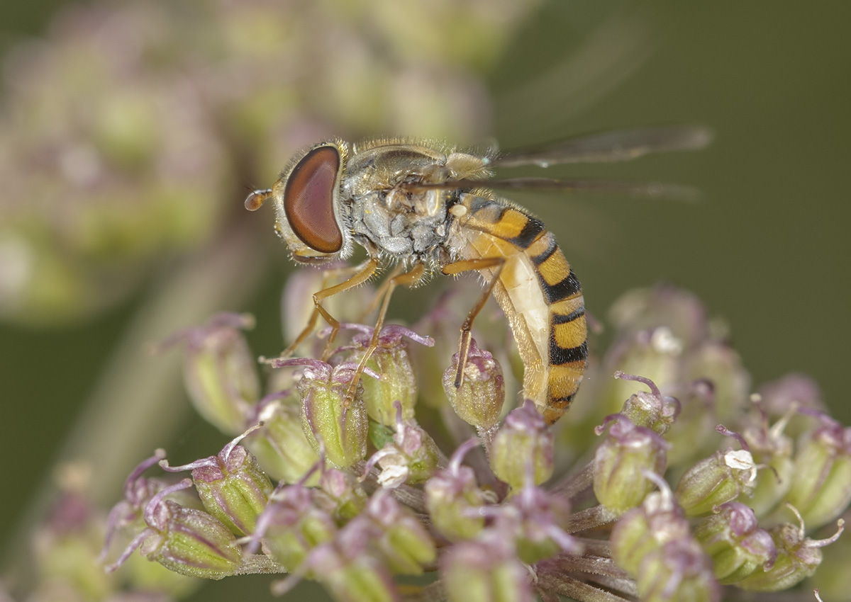 http://northeastwildlife.co.uk/gallery/albums/fauna/hoverflies/episyrphus/episyrphus_balteatus-00409.jpg
