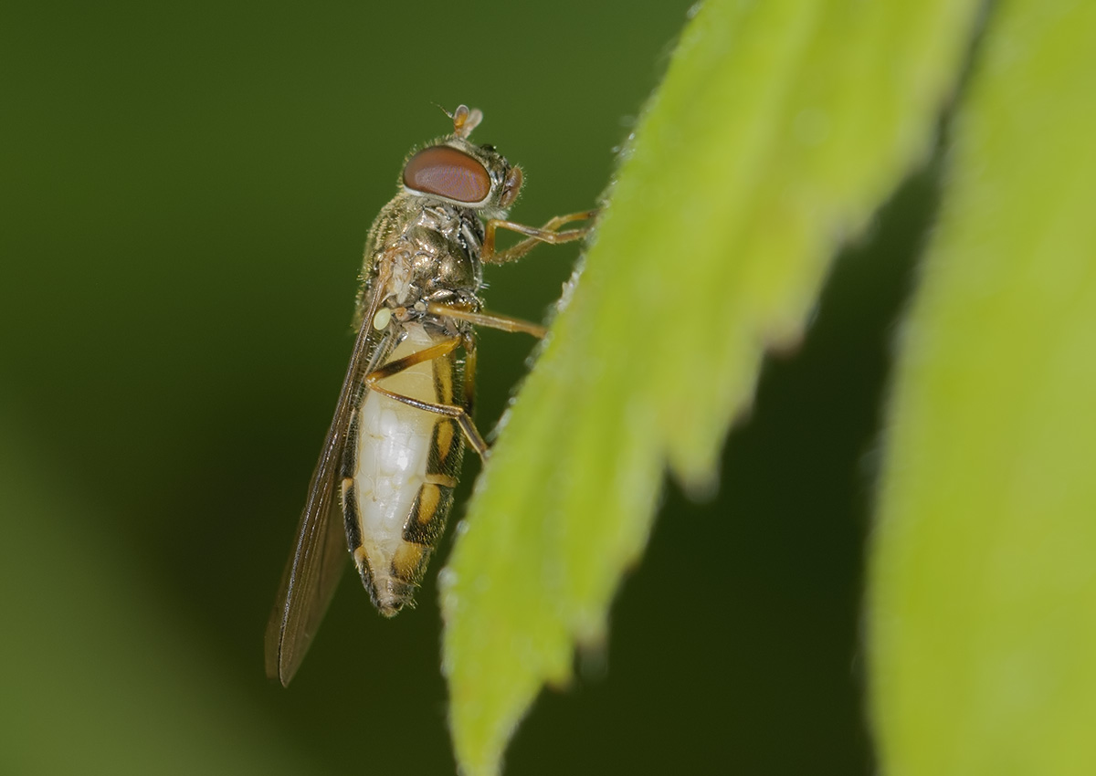 http://northeastwildlife.co.uk/gallery/albums/fauna/hoverflies/melanostoma/melanostoma_scalare-00384.jpg