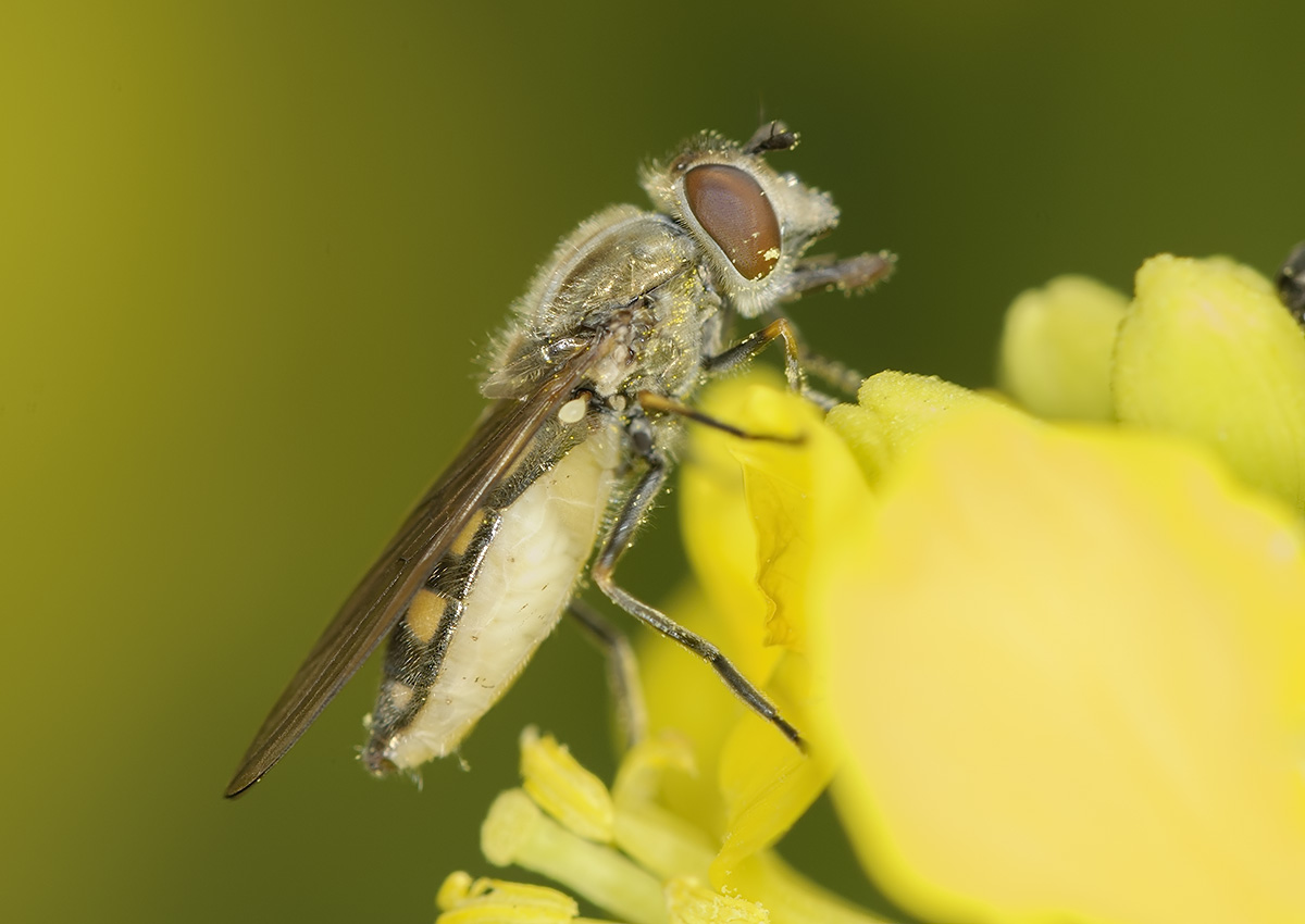 http://northeastwildlife.co.uk/gallery/albums/fauna/hoverflies/platycheirus/manicatus/platycheirus_manicatus-00157.jpg