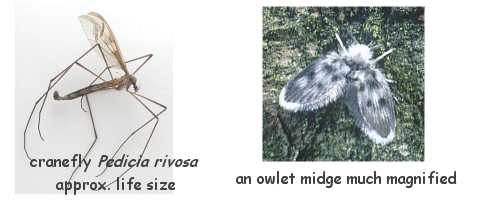 http://www.dipteristsforum.org.uk/img/intro_1.gif