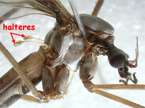 http://www.dipteristsforum.org.uk/img/intro_halteres.gif