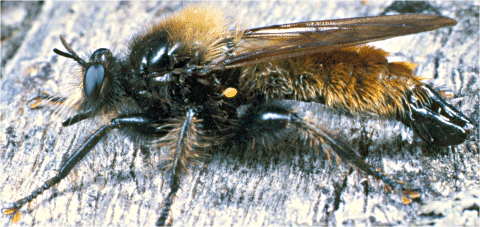 http://www.dipteristsforum.org.uk/img/laphria.gif