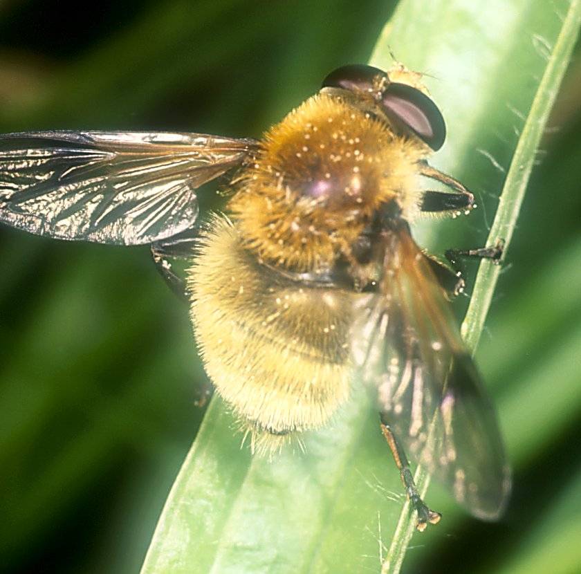 Arctophila+superbiens.jpg