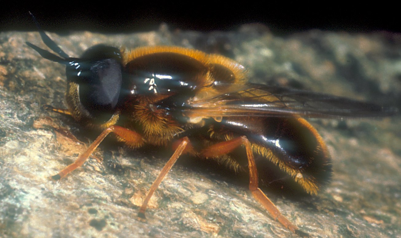 Callicera+rufa.jpg