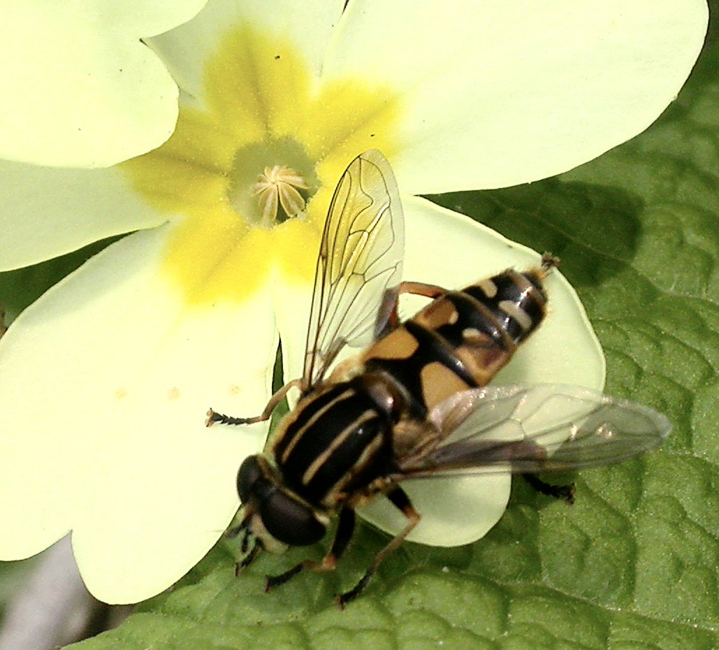 Helophilus+pendulus.jpg